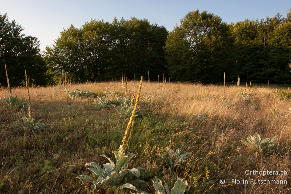 Morgens ist alles vom permanenten Staub befreit und in den traumhaften Wiesen geht das Heuschreckenkonzert wieder los - Mt. Vernon, 23.07.2012
