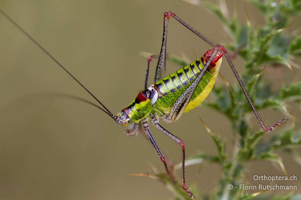 'Die Buntschrecke' der Buntschrecken (Poecilimon thoracicus) - Mt. Vrondous, 28.07.2012