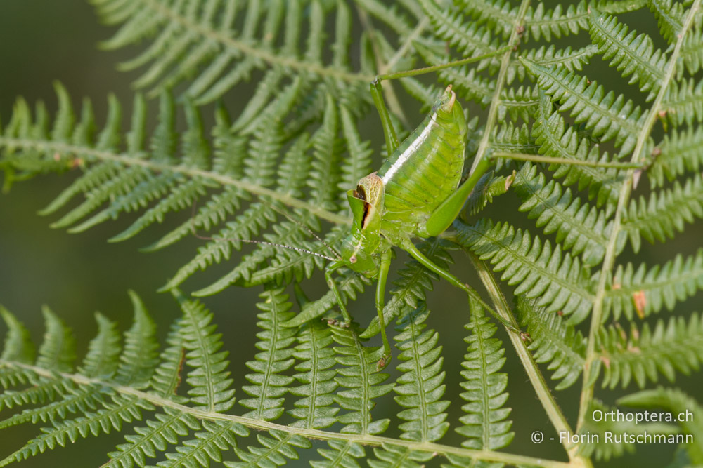 Poecilimon hoelzeli - Mt. Paiko, 30.07.2012