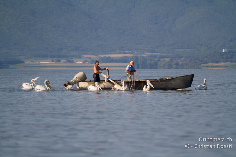 Fischer und Krauskopfpelikan auf dem Kerkini-See - GR, Zentralmakedonien, Kerkini, 08.07.2013