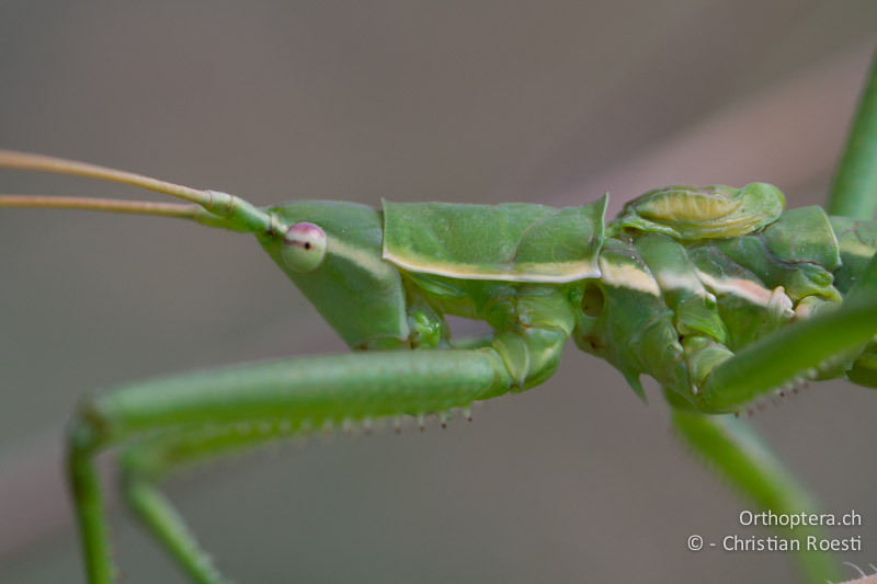 Porträt von Saga campbelli ♂ - GR, Zentralmakedonien, Vironia, 08.07.2013