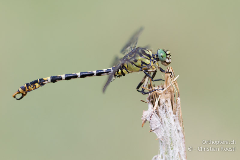 Kleine Zangenlibelle ♂ (Onychogomphus forcipatus) ♂ - GR, Zentralmakedonien, Vironia, 08.07.2013