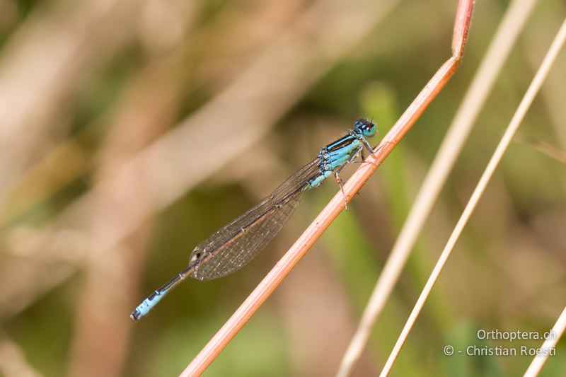 Kleine Pechlibelle (Ischnura pumilio) - GR, Westmakedonien, Kratero, 11.07.2013