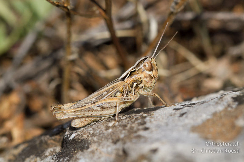 Omocestus petraeus ♀ - GR, Westmakedonien, Xino Nero, 10.07.2013