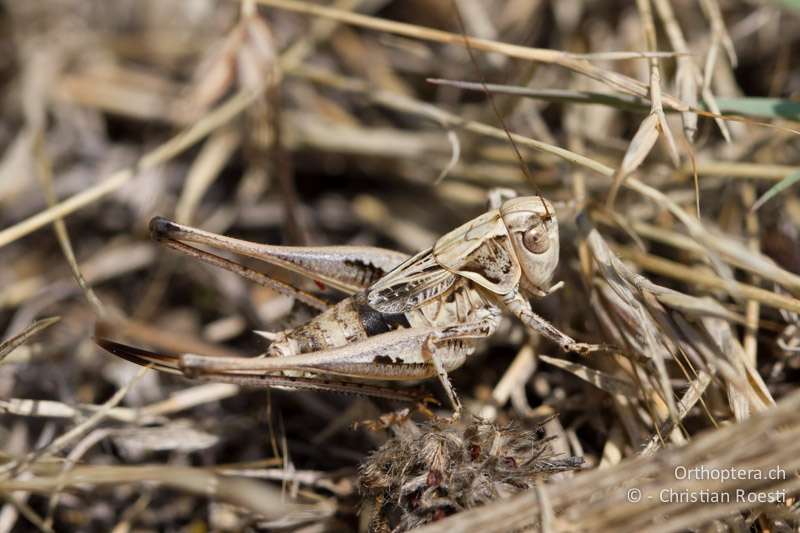 Platycleis macedonica ♀ - GR, Westmakedonien, Xino Nero, 12.07.2013