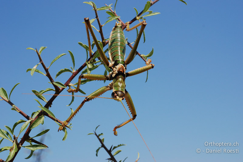 Balkan-Sägeschrecke (Saga natoliae) ♂ in Singstellung - GR, Zentralmakedonien, Alistrati, 07.07.2013