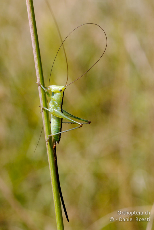 Larve von Conocephalus kisi ♀ putzt Fühler - GR, Thessalien, Pefki, 12.07.2013