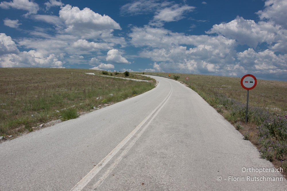 Hier im Nichts werden noch Heuschreckenträume wahr - GR, Zentralmakedonien, Alistrati, 07.07.2014