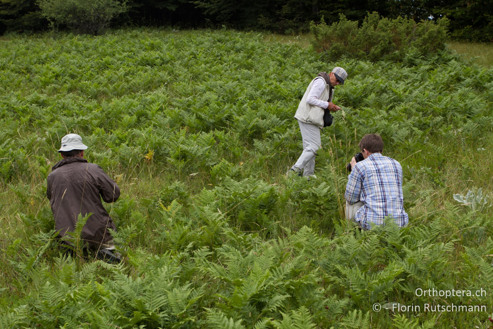 Auf Poecilimon-Suche im Adlerfarn - GR, Westmakedonien, Mt. Vernon, 10.07.2013