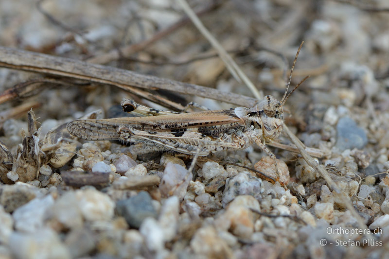 ♂ von Acrotylus longipes - GR, Zentralmakedonien, Kerkini-See, 08.07.2013
