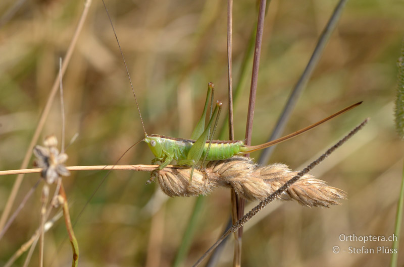♀ der Schwertschrecke Conocephalus kisi - GR, Thessalien, Meteora, 12.07.2013