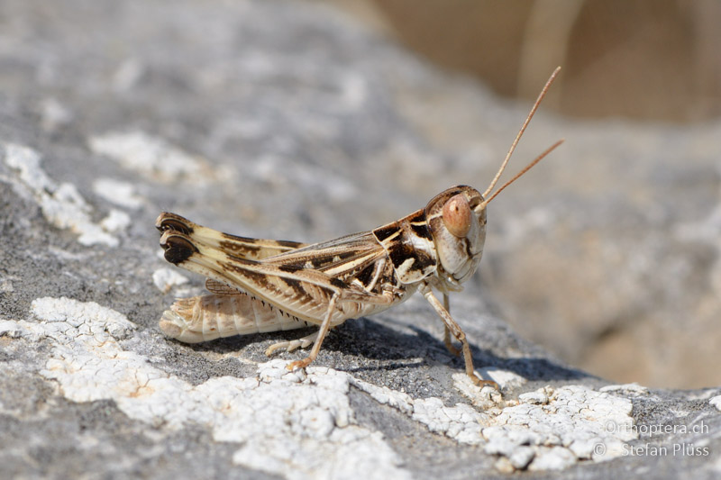 Dociostaurus anatolicus ♂ - GR, Zentralmakedonien, Alistrati, 07.07.2013