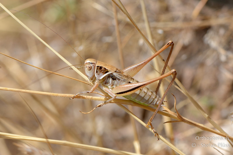 ♂ der Beissschrecke Metrioptera oblongicollis - GR, Thessalien, Meteora, 13.07.2013