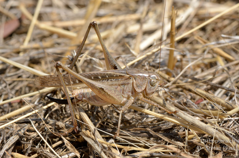 Platycleis escalerai ♀ - GR, Thessalien, Meteora, 14.07.2013
