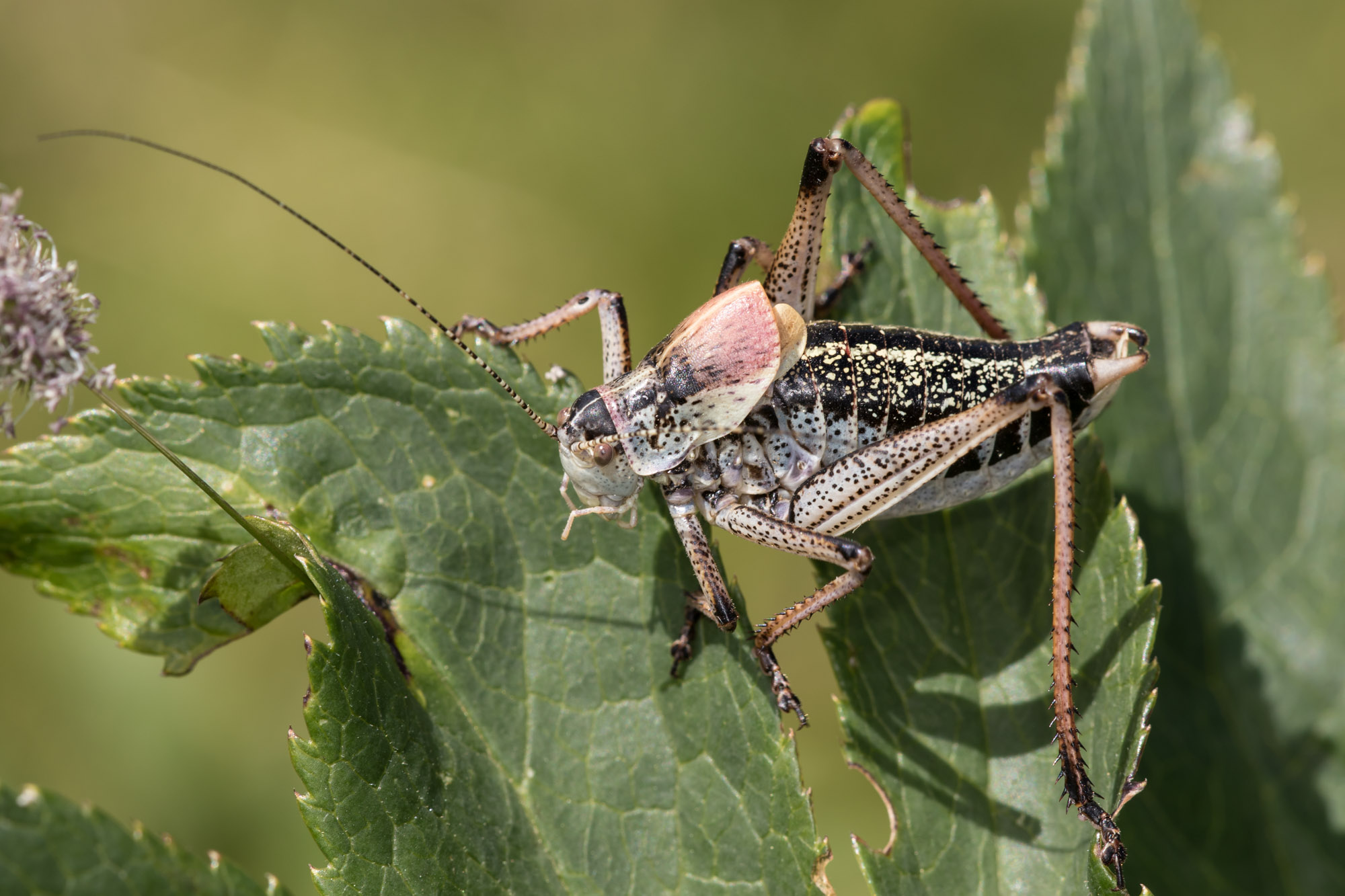 Frühsommer in Griechenland 2015 - FR - Ensifera