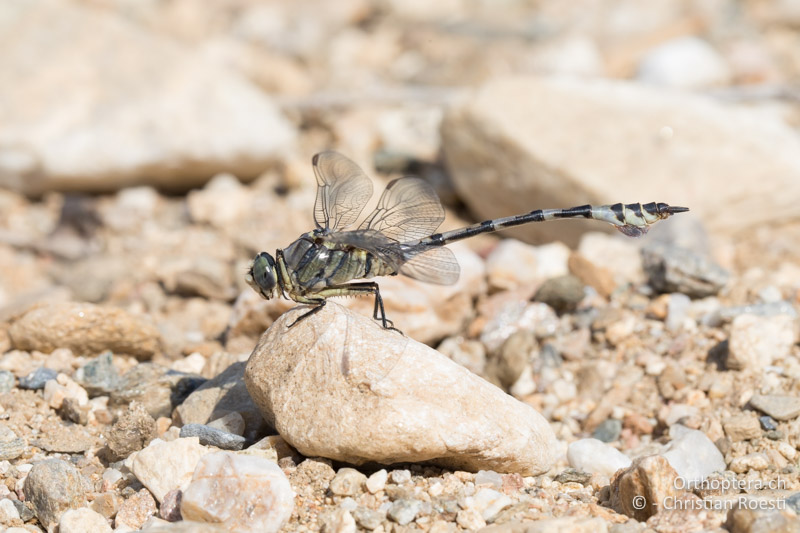♂ des Seedrachen (Lindenia tetraphylla) - GR, Zentralmakedonien, Volvi-See, 04.07.2017