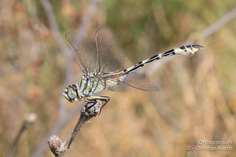 ♀ des Seedrachen (Lindenia tetraphylla) - GR, Zentralmakedonien, Volvi-See, 04.07.2017