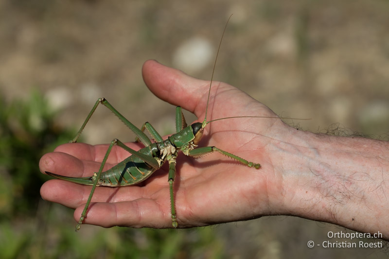 Eines der grösseten europäischen Insekten, Saga natoliae - GR, Zentralmakedonien, Efkarpia, 05.07.2017