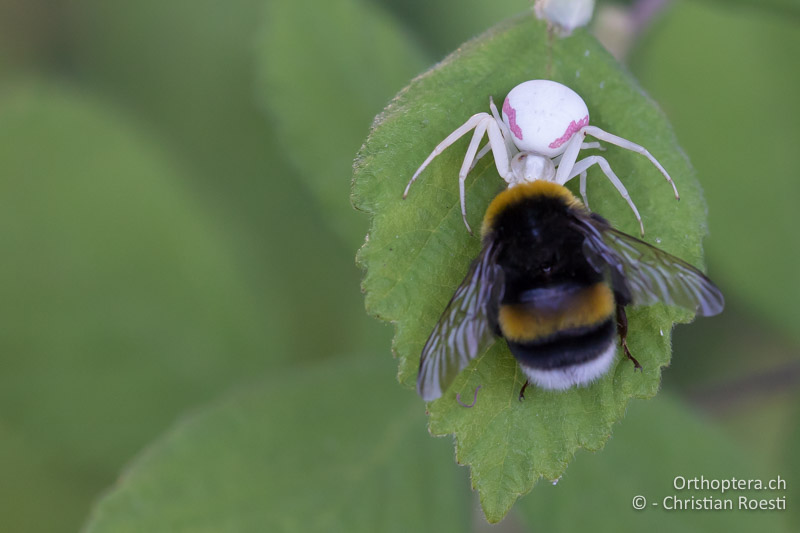 Tatort Spielplatz. Krabbenspinne mit Hummel - GR, Ostmakedonien, Mt. Pangeon, 06.07.2017
