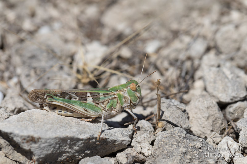 Kreuzschrecke (Oedaleus decorus) ♀ - GR, Zentralmakedonien, Paleokastro, 07.07.2017