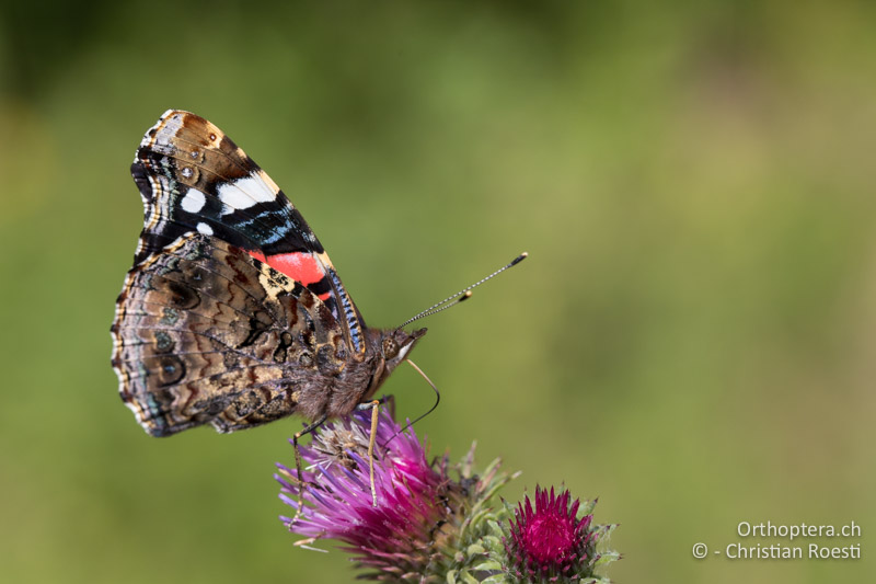 Admiral (Vanessa atalanta) - GR, Zentralmakedonien, Mt. Vrondous, 09.07.2017