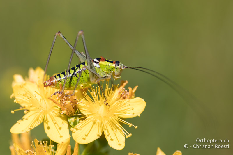 Poecilimon thoracicus ♂, ein farbliches Highlight - GR, Zentralmakedonien, Mt. Vrondous, 09.07.2017