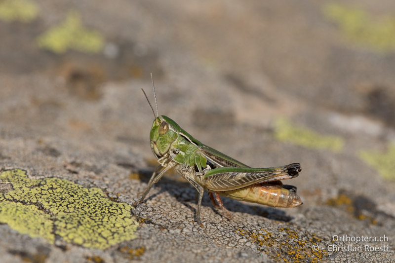 Stenobothrus fischeri ♀ - GR, Zentralmakedonien, Mt. Vrondous, 09.07.2017