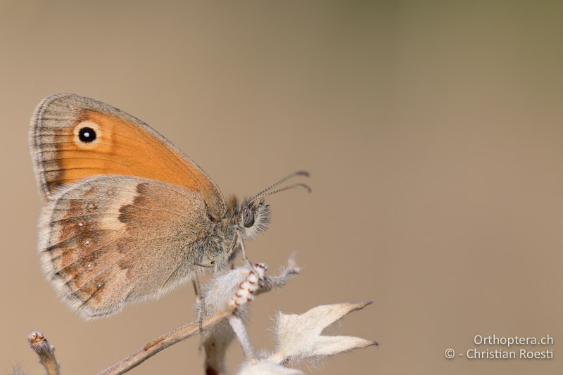 Coenonympha pamphilus f. lyllus ♂ - GR, Westmakedonien, Klidi, 12.07.2017