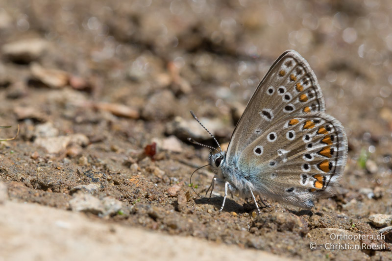 Polyommatus eroides ♂ - GR, Westmakedonien, Pisoderi am Mt. Varnous, 12.07.2017