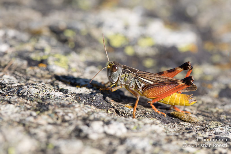 Die Kleine Höckerschrecke (Arcyptera microptera) - GR, Westmakedonien, Pisoderi, 12.07.2017