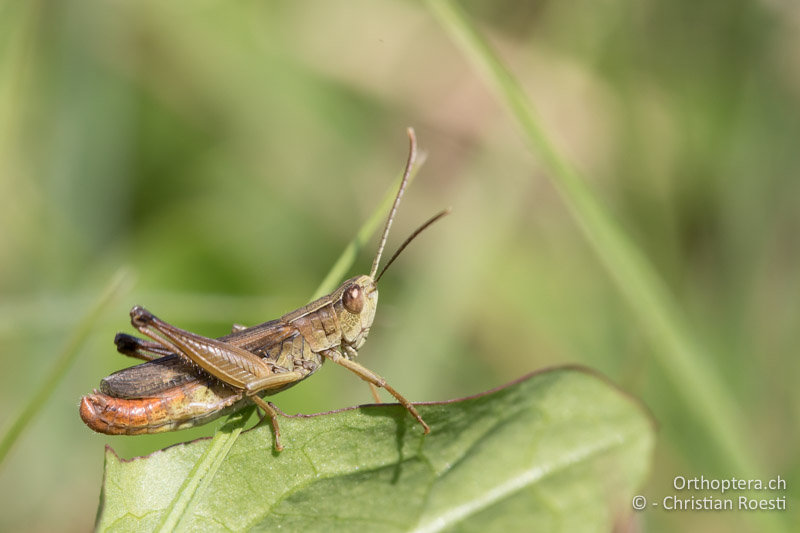 Weissfüssiger Grashüpfer (Chorthippus oschei) - GR, Westmakedonien, Kleiner Prespasee, 13.07.2017