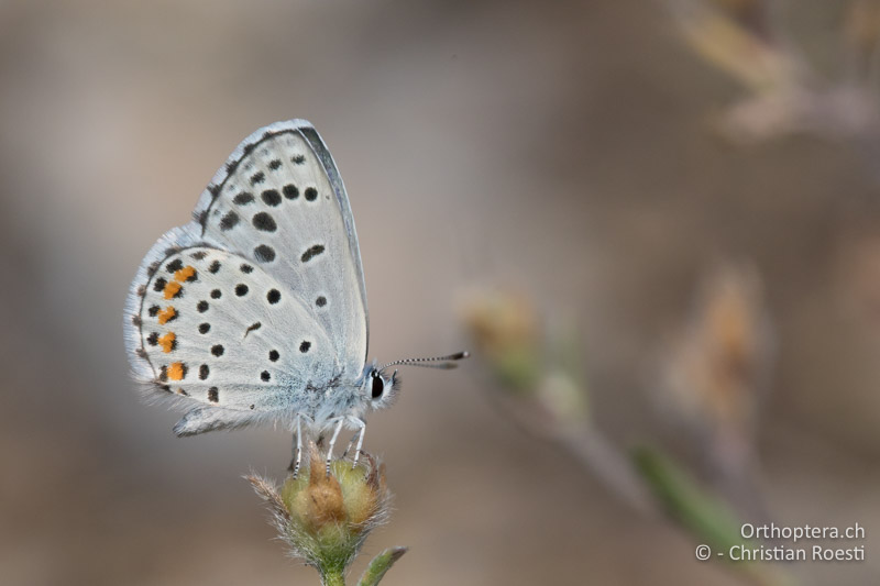 Östlicher Quendelbläuling (Pseudophilotes vicrama) - GR, Westmakedonien, Akrini, 14.07.2017