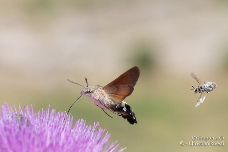 Taubenschwänzchen an Distel - GR, Westmakedonien, Akrini, 14.07.2017