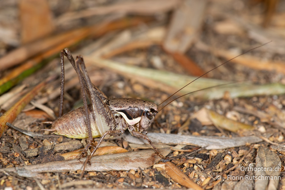 Pholidoptera femorata ♂ - GR, Epirus, Preveza, 07.06.2024