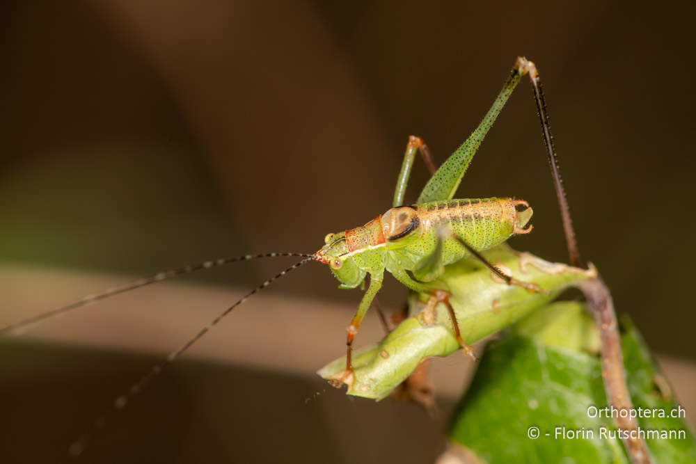 Leptophyes punctatissima ♂ - GR, Ionische Inseln, Lefkada, 10.06.2024