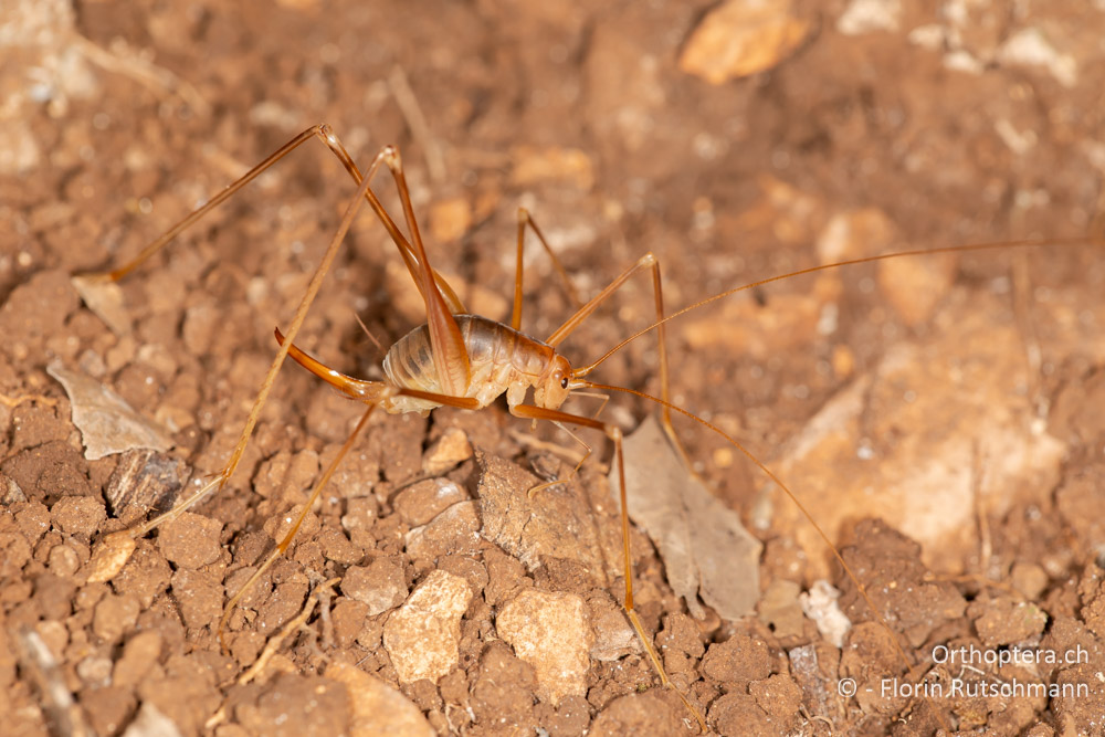 Dolichopoda pavesii ♀ - GR, Ionische Inseln, Kefalonia, 13.06.2024