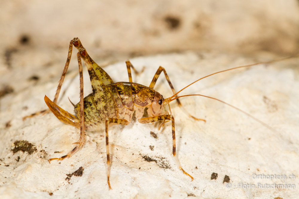 Troglophilus neglectus - HR, Istrien, Pazin, 12.06.2014