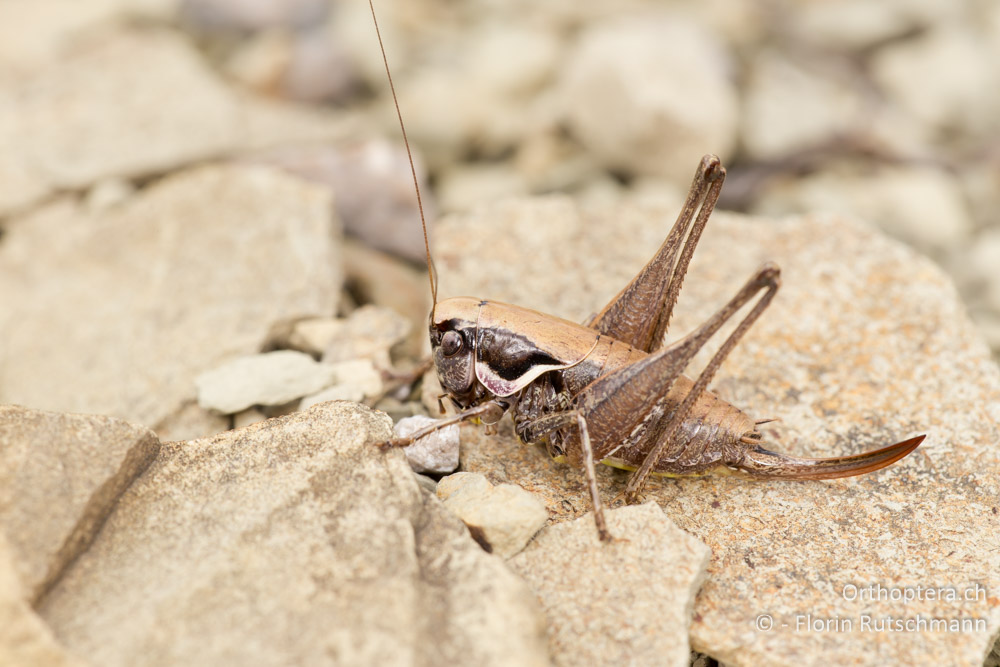 Südliche Strauchschrecke (Pholidoptera fallax) Weibchen - HR, Istrien, Buzet, 25.07.2014