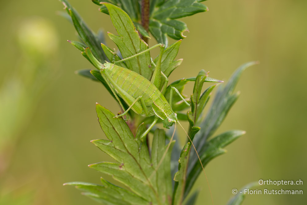 Poecilimon elegans Weibchen - HR, Istrien, Brest, 26.07.2014