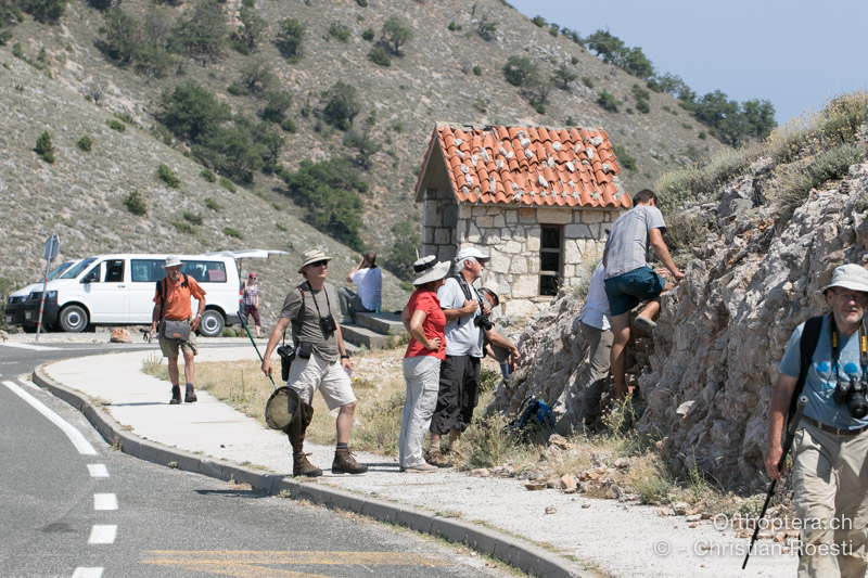 Bei der Schwarzen Witwe ♀ - HR, Primorsko-goranska županija, Cres, Predošćica, 23.07.2015