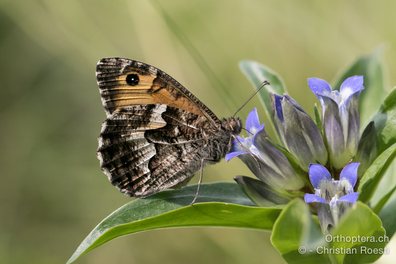 Hipparchia semele - HR, Istrien, Račja Vas, Dol, 24.07.2015