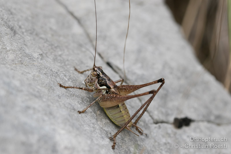 Pachytrachis striolatus ♂ - HR, Istrien, Račja Vas, Dol, 24.07.2015