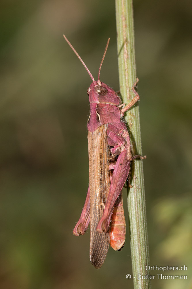 Chorthippus bornhalmi ♀ - HR, Istrien, Račja Vas, Dol, 24.07.2015