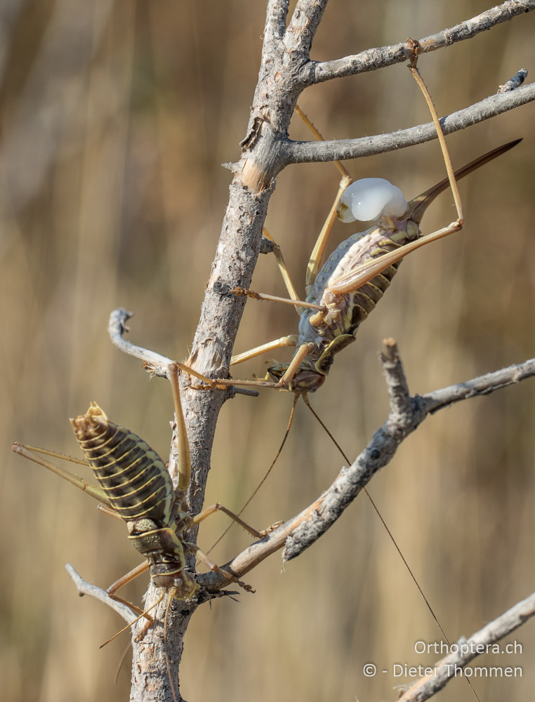 Ephippiger discoidalis, nach der Begattung - HR, Istrien, Premantura, 22.07.2015
