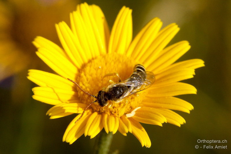 Halictus patellatus ♂ - HR, Istrien, Mala Učka, 20.07.2015
