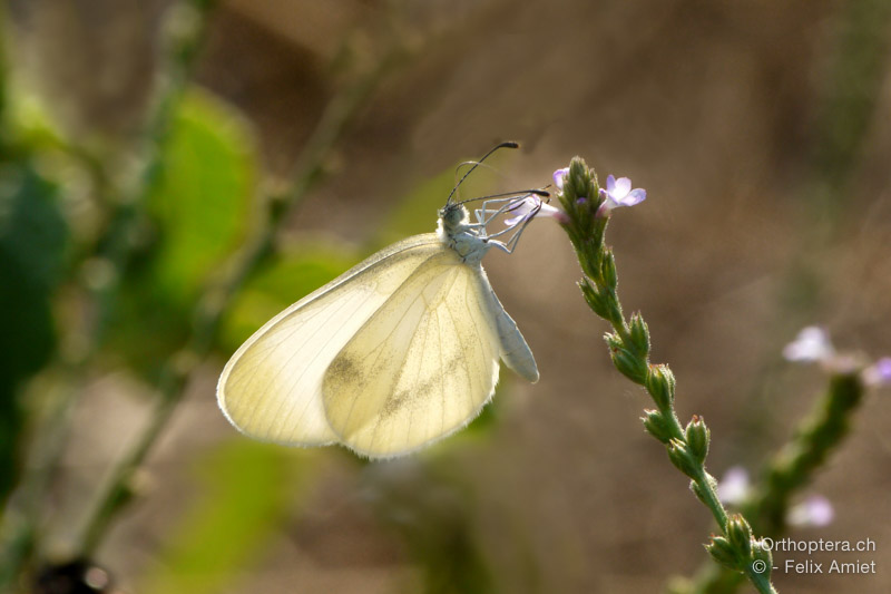 Leptidea morsei - HR, Istrien, Boljunsko Polje, 20.07.2015