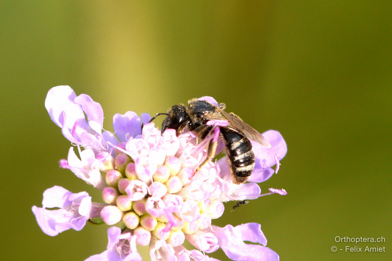 Lasioglossum costulatum - HR, Istrien, Račja Vas, Dol, 24.07.2015