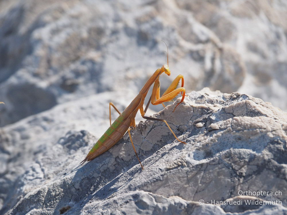 Weibliche Mantis religiosa im letzten Larvenstadium - HR, Istrien, Mala Učka, 21.07.2015