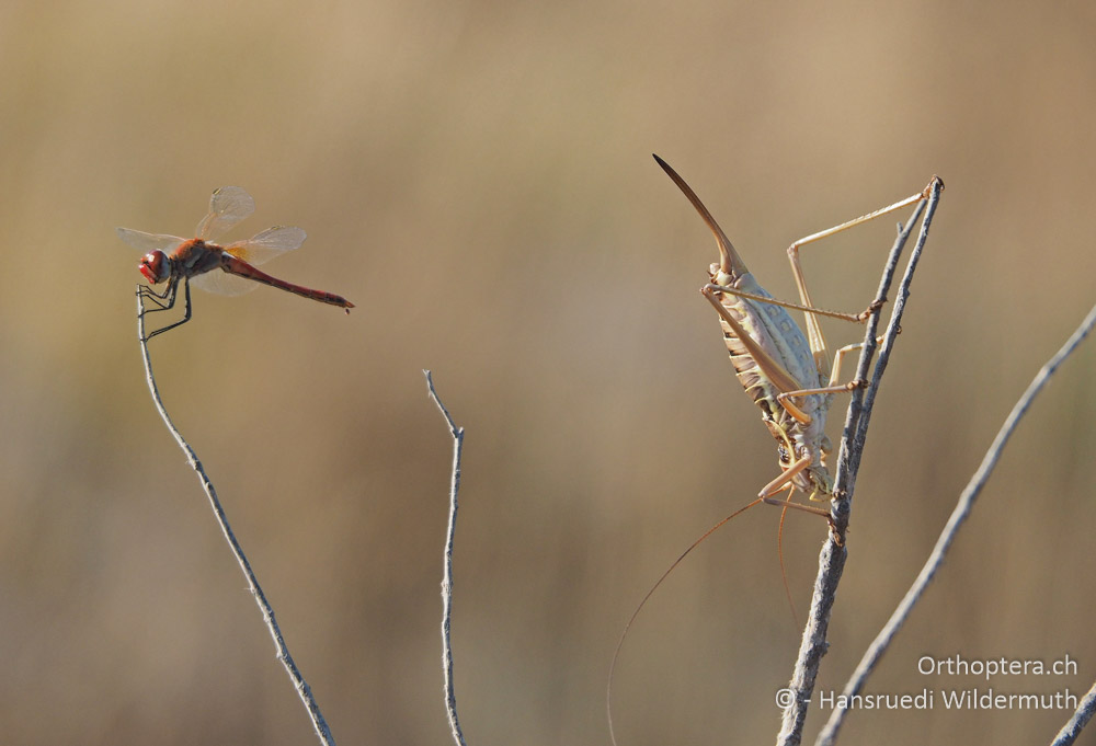 Sympetrum fonscolombii ♂ und Ephippiger discoidalis ♀ - HR, Istrien, Premantura, 22.07.2015