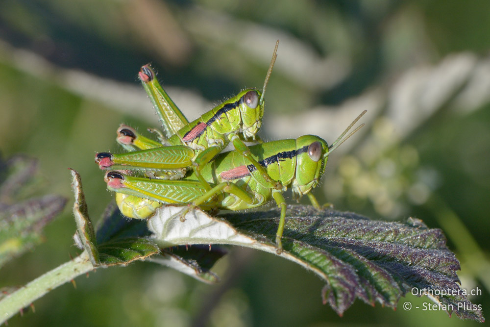 Odontopodisma fallax ♀ - HR, Istrien, Račja Vas, Dol, 24.07.2015